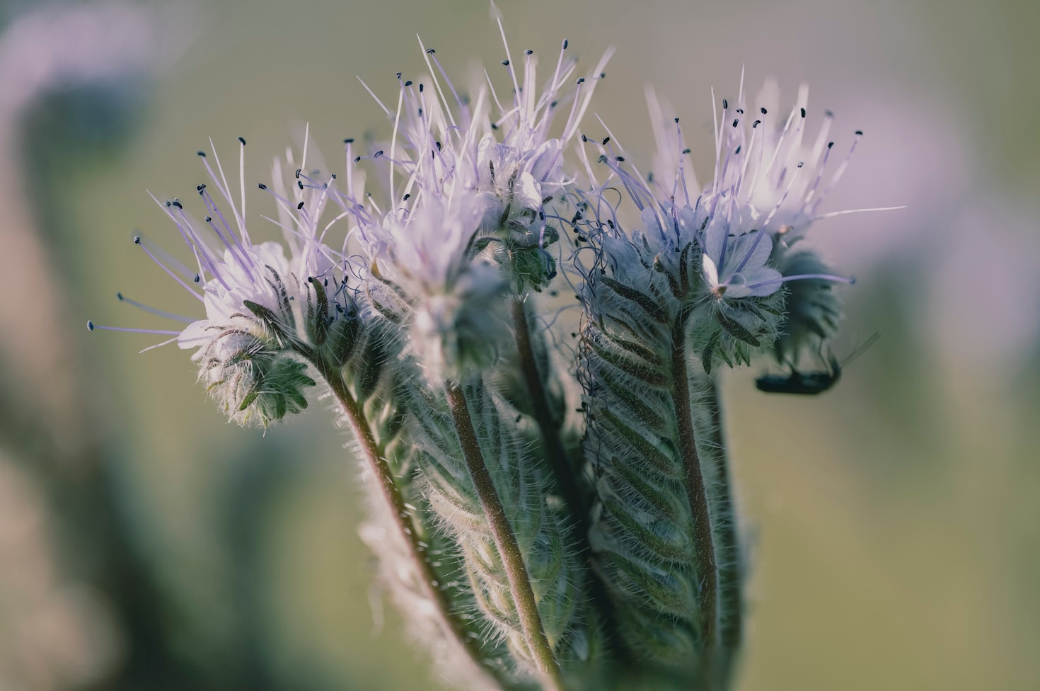Jak poprawnie siać nasiona facelii?