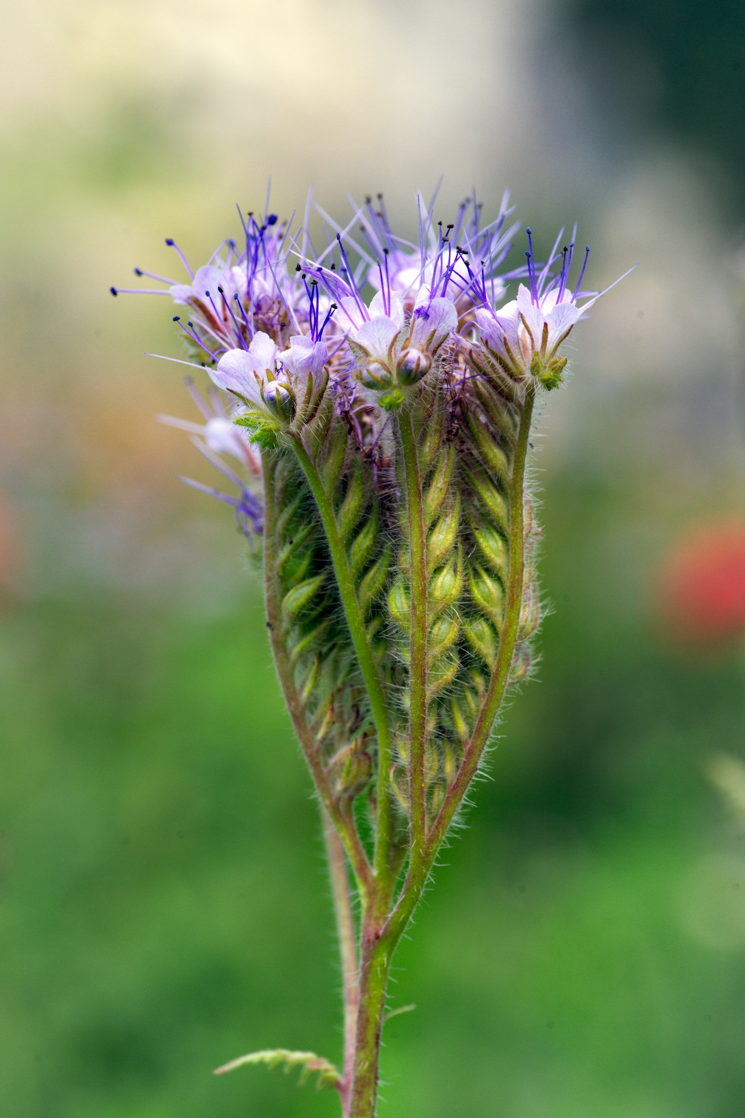 Facelia w ogrodzie – korzyści i zastosowania